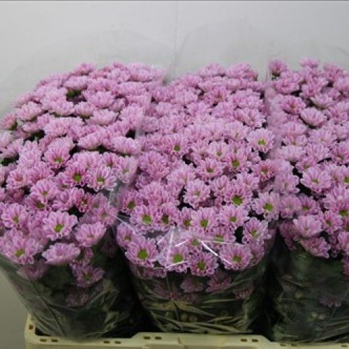 Chrysantemum Santini Rossi Pink