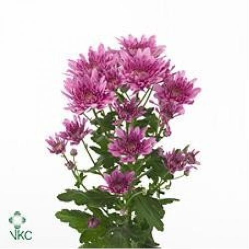 Chrysantemum Bretagne double