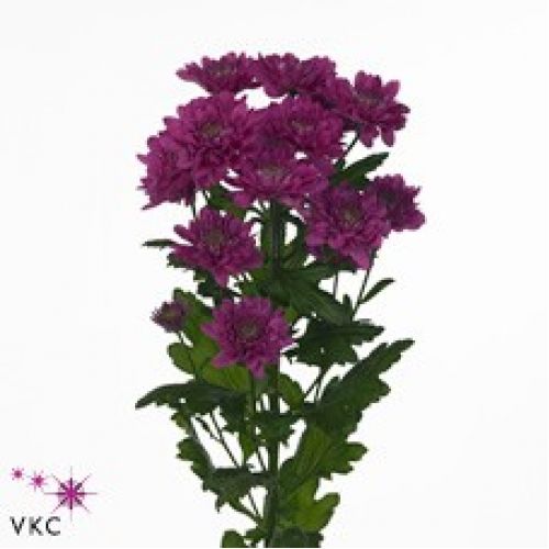 Chrysantemum Exopolis