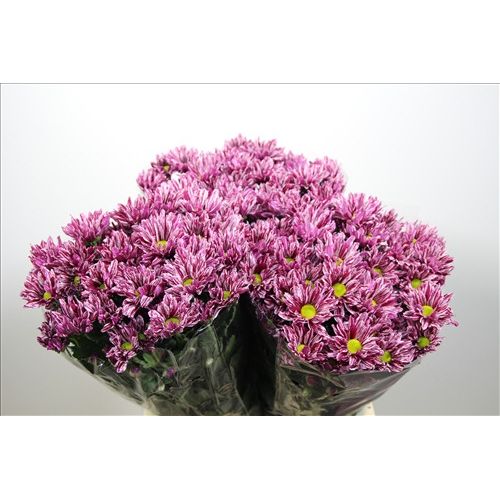 Chrysantemum Glossy