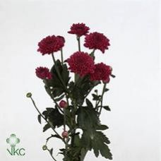 Chrysantemum Lollipop Purple