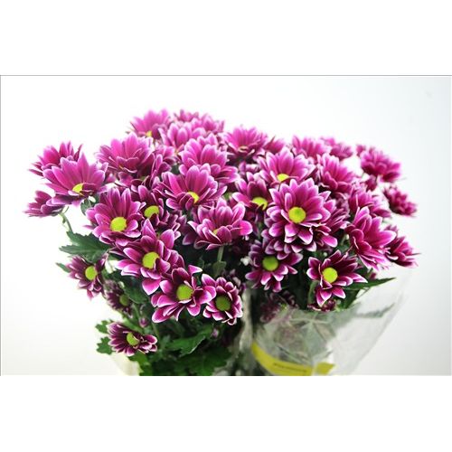 Chrysantemum Pleasure