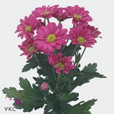 Chrysantemum Reagan Dark Splendid