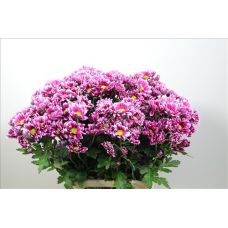 Chrysantemum Sound