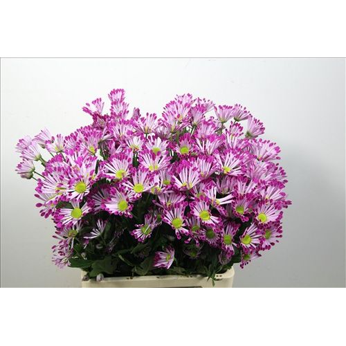 Chrysantemum Tanets