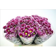 Chrysantemum Timman Dark