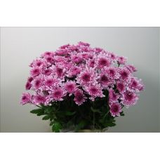 Chrysantemum Vip