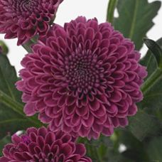 Chrysantemum Santini Calimero Purple