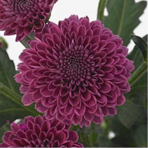 Chrysantemum Santini Calimero Purple