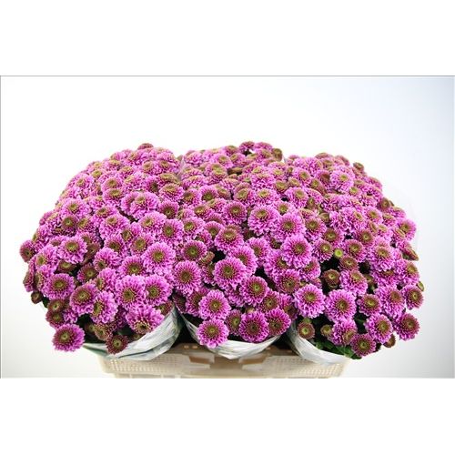 Chrysantemum Santini Doria
