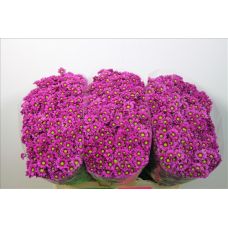 Chrysantemum Santini Madiba purple