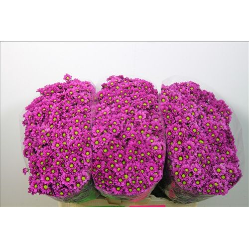 Chrysantemum Santini Madiba purple