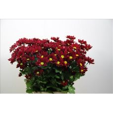 Chrysantemum Merlot