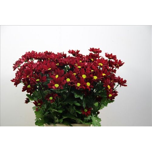 Chrysantemum Merlot