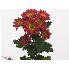 Chrysantemum Toshka Red