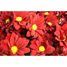 Chrysantemum Red