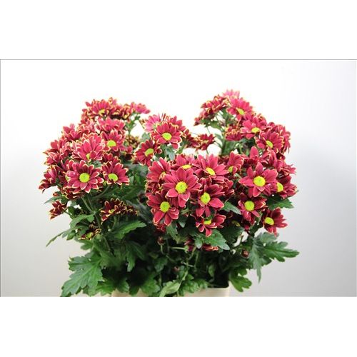 Chrysantemum Haydar Yellow
