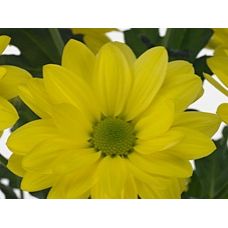 Chrysantemum Bacardi yellow