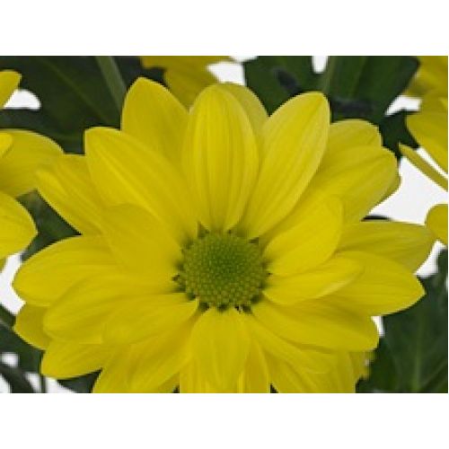 Chrysantemum Bacardi yellow