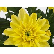 Chrysantemum Baltica yellow