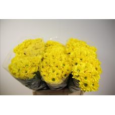 Chrysantemum Celebrate