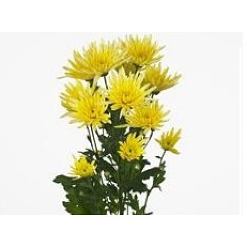 Chrysantemum Delianne Yellow