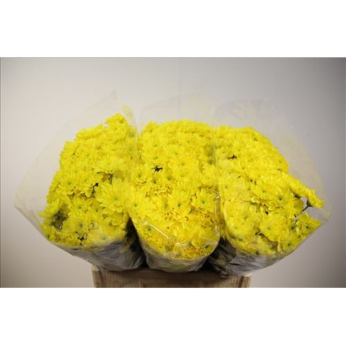 Chrysantemum Euro Sunny