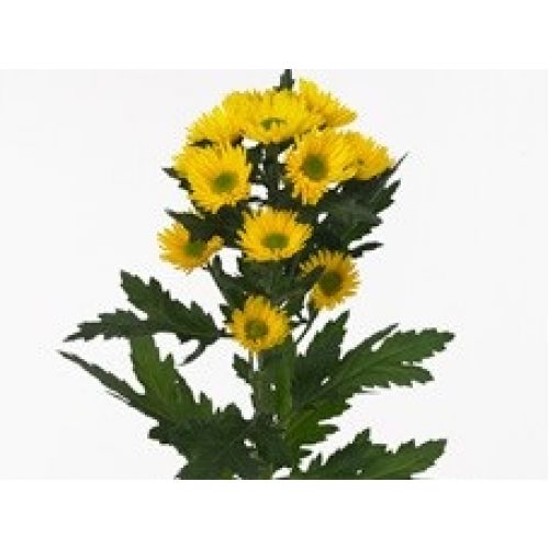 Chrysantemum Korona