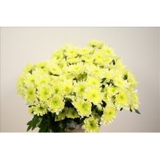 Chrysantemum Radost Cream