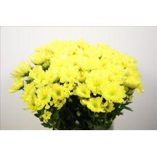 Chrysantemum Radost Yellow