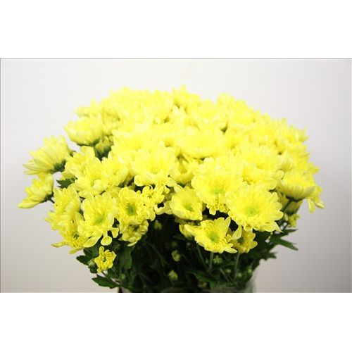 Chrysantemum Radost Yellow