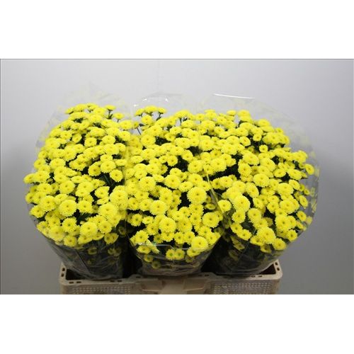 Chrysantemum Santini Calimero Yellow