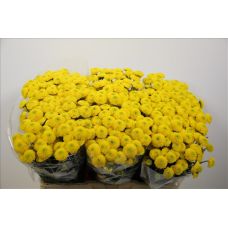 Chrysantemum Santini Paintball Sunny