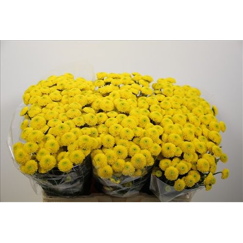 Chrysantemum Santini Paintball Sunny