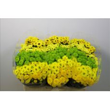 Chrysantemum Santini Sunny Mix