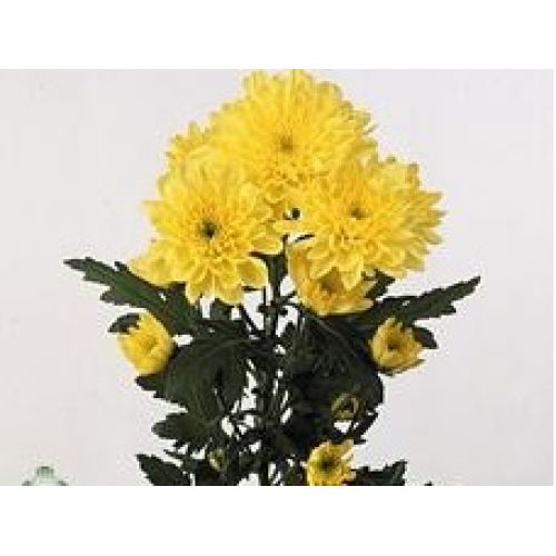 Chrysantemum Zembla Sunny