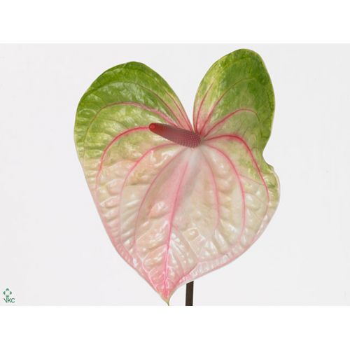 ANTHURIUM ACURA