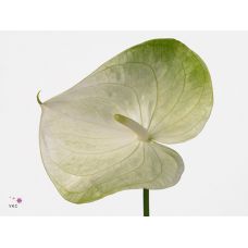 ANTHURIUM GRACE
