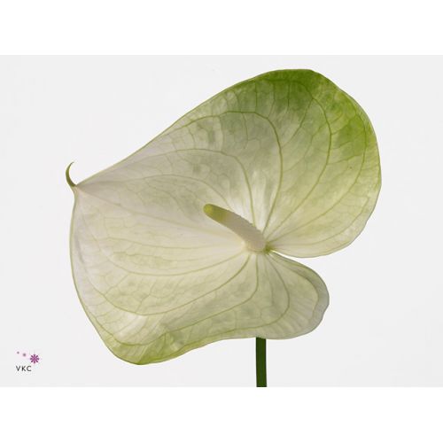 ANTHURIUM GRACE