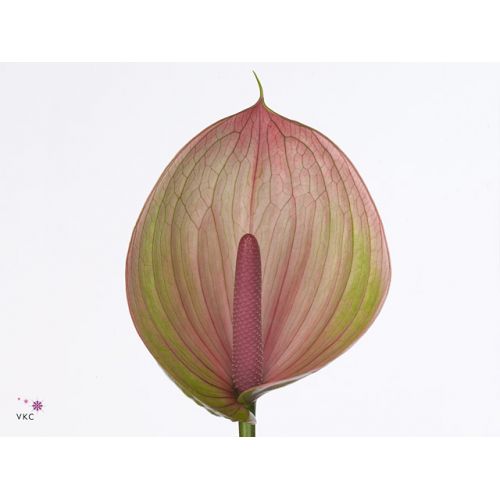 ANTHURIUM PERUZZI