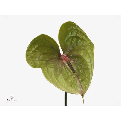 ANTHURIUM PISTACHE
