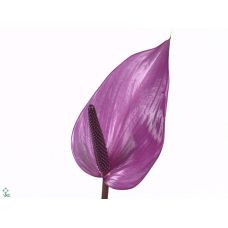 ANTHURIUM PREVIA