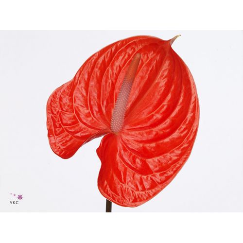 ANTHURIUM SUMMER