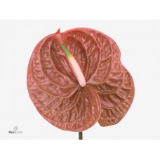 ANTHURIUM TERRA