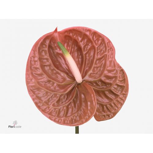 ANTHURIUM TERRA