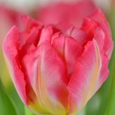 Tulip Flash Point