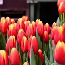 Tulip Henny van der Most