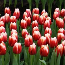 Tulip Jan Buis