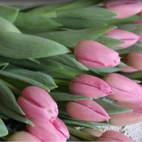 Tulip Pink Twist