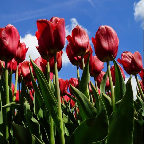 Tulip Strong Love